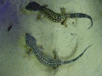 Leopard Geckos